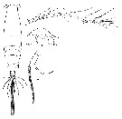Espce Acartia (Odontacartia) erythraea - Planche 7 de figures morphologiques