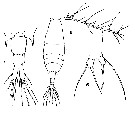 Espce Acartia (Odontacartia) spinicauda - Planche 5 de figures morphologiques