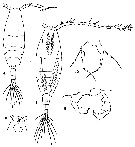Espce Acartia (Acartiura) longiremis - Planche 6 de figures morphologiques