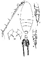 Espce Scolecithricella abyssalis - Planche 3 de figures morphologiques