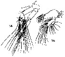 Espce Scolecithricella orientalis - Planche 2 de figures morphologiques