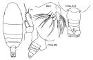 Espce Chiridiella bispinosa - Planche 1 de figures morphologiques