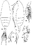 Espce Scaphocalanus echinatus - Planche 9 de figures morphologiques