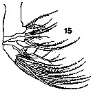 Espce Euchaeta indica - Planche 7 de figures morphologiques