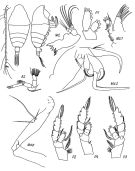 Espce Chiridiella brooksi - Planche 1 de figures morphologiques