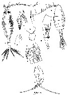 Species Euchaeta rimana - Plate 12 of morphological figures