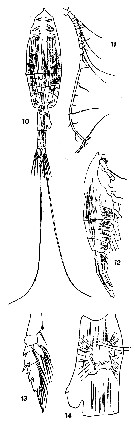 Espce Euchaeta longicornis - Planche 5 de figures morphologiques