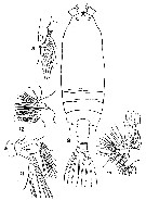 Espce Gaetanus armiger - Planche 5 de figures morphologiques