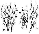 Espce Bradyidius armatus - Planche 5 de figures morphologiques