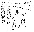 Espce Rhincalanus rostrifrons - Planche 1 de figures morphologiques
