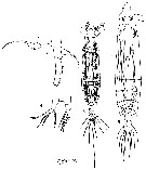 Espce Rhincalanus nasutus - Planche 9 de figures morphologiques