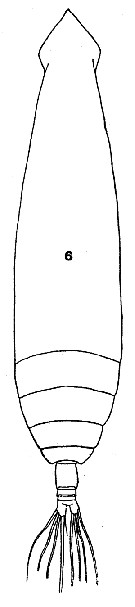 Espce Eucalanus bungii - Planche 4 de figures morphologiques