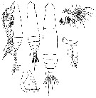 Espce Pareucalanus attenuatus - Planche 16 de figures morphologiques