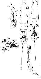 Espce Subeucalanus subtenuis - Planche 10 de figures morphologiques