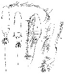 Espce Subeucalanus subcrassus - Planche 7 de figures morphologiques