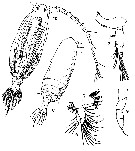 Espce Subeucalanus crassus - Planche 16 de figures morphologiques