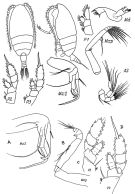 Espce Chiridiella macrodactyla - Planche 1 de figures morphologiques