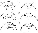 Espce Calanus marshallae - Planche 3 de figures morphologiques