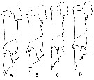 Espce Calanus finmarchicus - Planche 13 de figures morphologiques