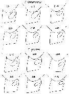 Espce Calanus finmarchicus - Planche 14 de figures morphologiques
