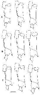 Espce Calanus marshallae - Planche 8 de figures morphologiques