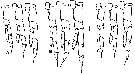 Espce Calanus marshallae - Planche 9 de figures morphologiques