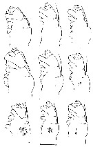 Espce Calanus marshallae - Planche 5 de figures morphologiques