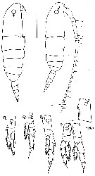 Espce Calanus marshallae - Planche 2 de figures morphologiques