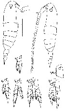 Espce Calanus pacificus - Planche 4 de figures morphologiques
