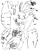 Species Temorites intermedia - Plate 1 of morphological figures