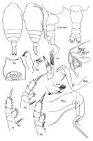 Espce Chiridiella reductella - Planche 1 de figures morphologiques