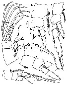 Espce Temorites intermedia - Planche 2 de figures morphologiques