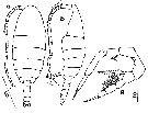 Espce Temorites spinifera - Planche 5 de figures morphologiques
