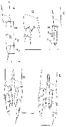 Espce Calanus glacialis - Planche 6 de figures morphologiques