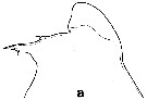 Espce Euchirella bitumida - Planche 8 de figures morphologiques