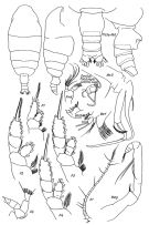 Espce Chiridiella smoki - Planche 1 de figures morphologiques