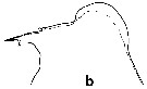 Espce Euchirella galeatea - Planche 3 de figures morphologiques