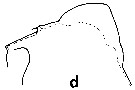 Espce Euchirella curticauda - Planche 7 de figures morphologiques