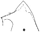 Espce Euchirella maxima - Planche 11 de figures morphologiques