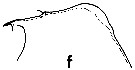 Espce Euchirella pseudopulchra - Planche 2 de figures morphologiques