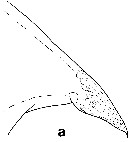 Espce Euchirella maxima - Planche 12 de figures morphologiques