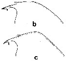 Espce Euchirella pulchra - Planche 7 de figures morphologiques