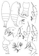 Espce Chiridiella subaequalis - Planche 1 de figures morphologiques