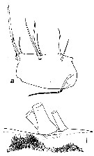 Espce Undeuchaeta incisa - Planche 12 de figures morphologiques