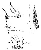 Espce Euchirella curticauda - Planche 8 de figures morphologiques