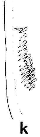Espce Euchirella rostrata - Planche 10 de figures morphologiques