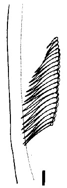 Espce Euchirella venusta - Planche 6 de figures morphologiques