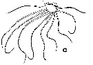 Espce Euchirella bella - Planche 7 de figures morphologiques
