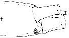 Espce Undeuchaeta incisa - Planche 13 de figures morphologiques