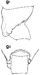 Espce Batheuchaeta lamellata - Planche 5 de figures morphologiques